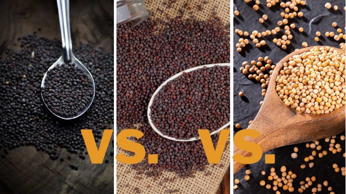 Black vs. Brown vs. Yellow Mustard Seeds Differences