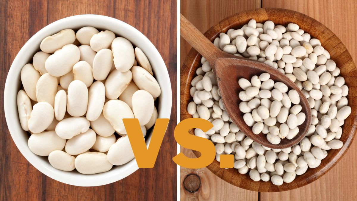 Cannellini Beans vs Navy Beans
