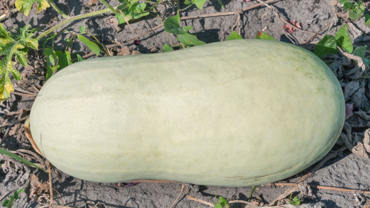 Charleston Gray Watermelon ripe, on the ground