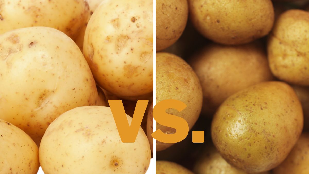 German Butterball Potato vs. Yukon Gold Differences
