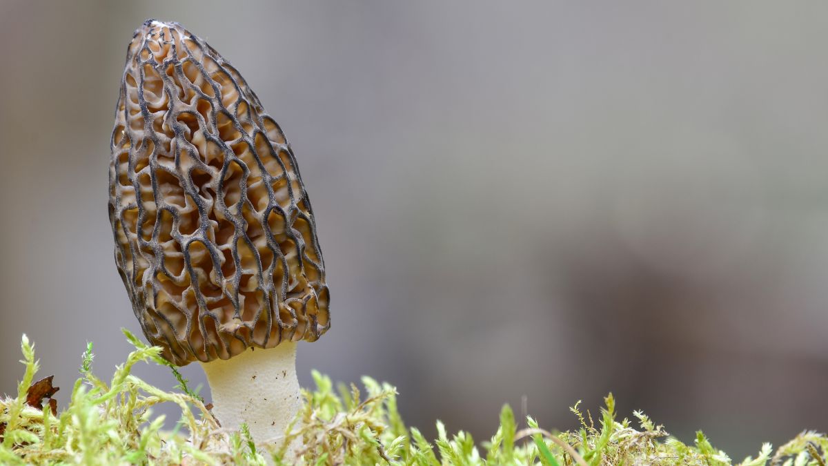 Gray Morel