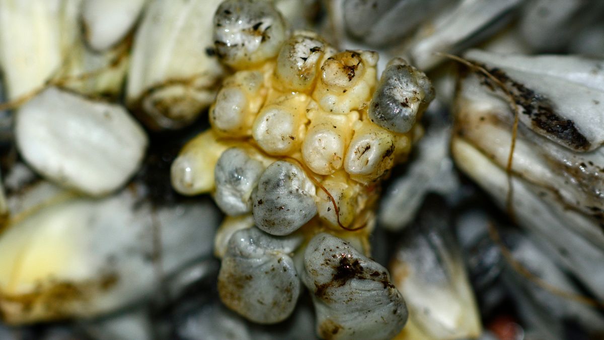 Huitlacoche Mexican traditional edible mushroom