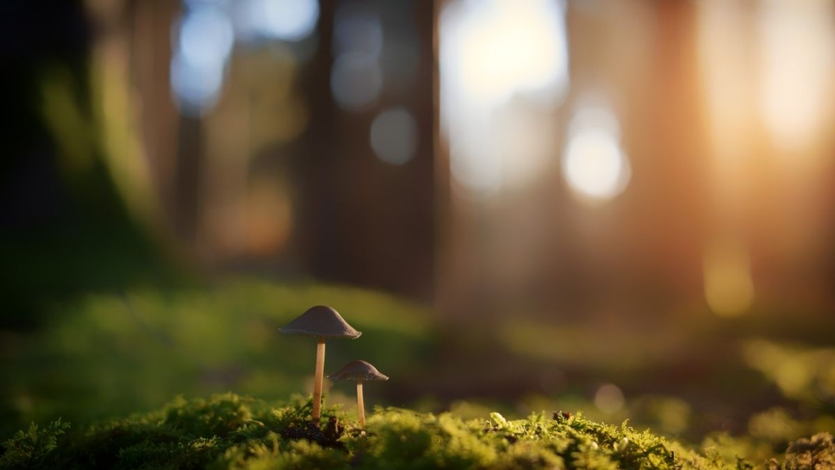 Microdosing Mushrooms