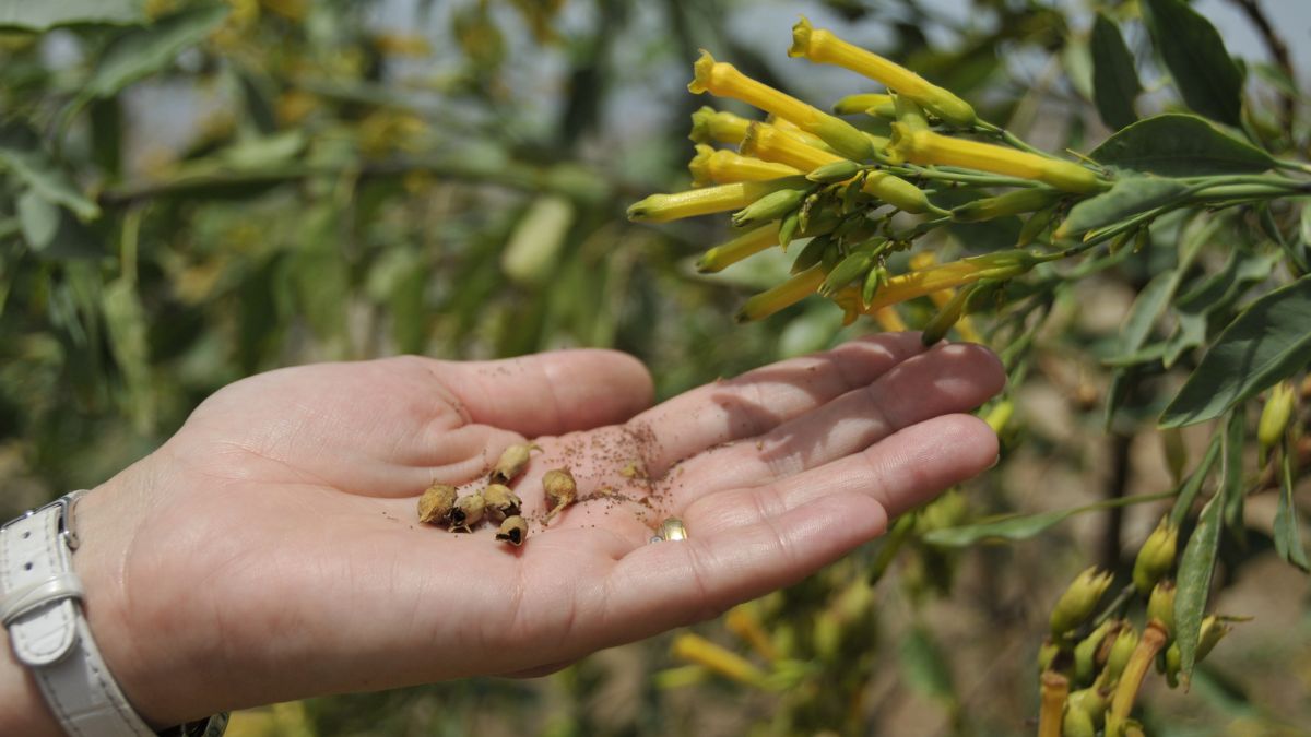 Mustard Seeds Next to Mustard Plant