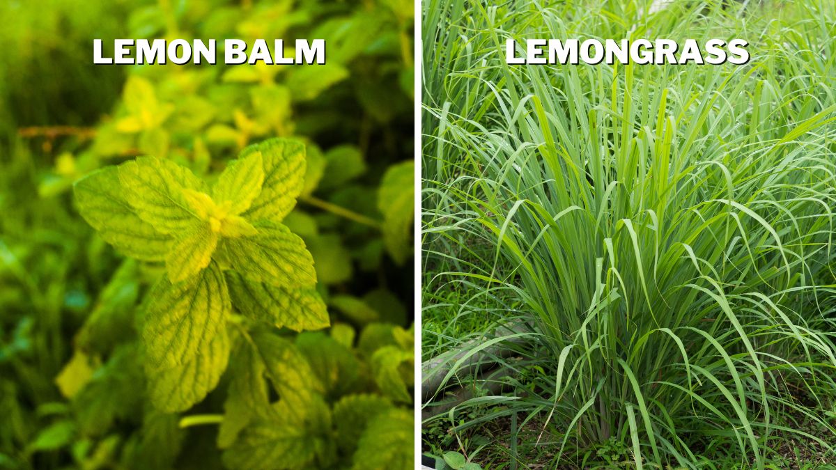 Physical Characteristics of Lemon Balm and Lemongrass