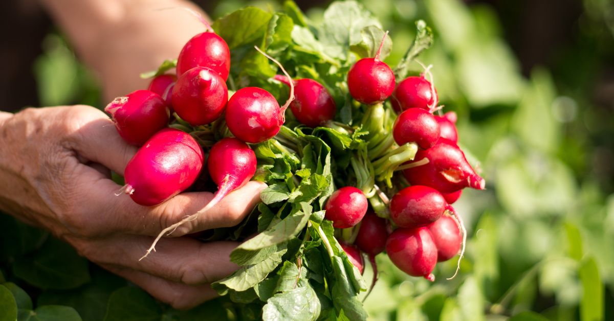 Purple Stuff in Salad