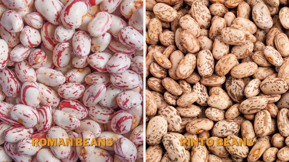 Roman Beans vs. Pinto Beans