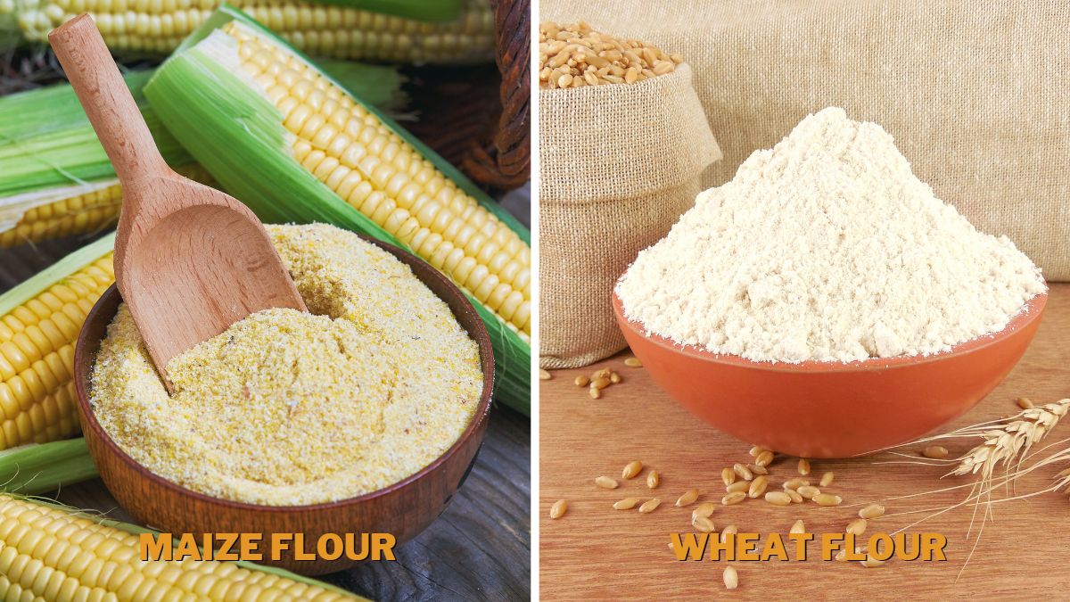 What Is Maize Flour
