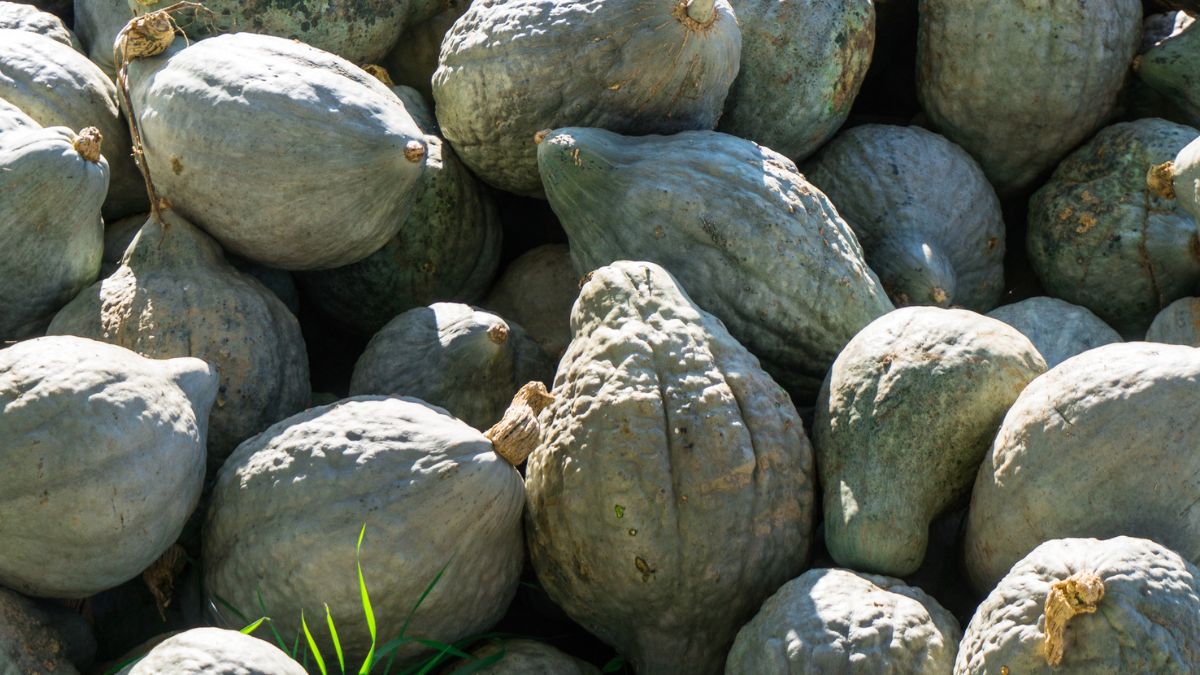 pile of Gray Hubbard Squash