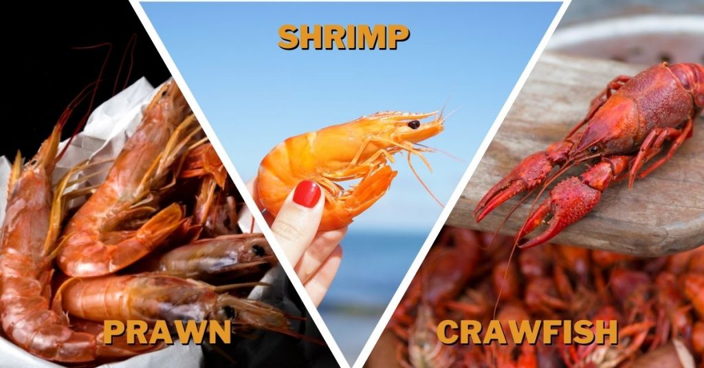prawn vs shrimp vs crawfish